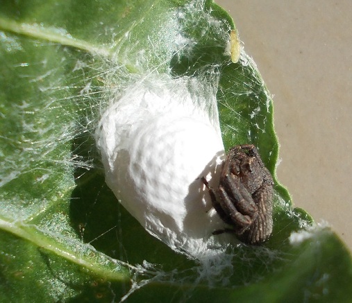 Xysticus sp. a guardia delle uova - Sannio Beneventano (BN)